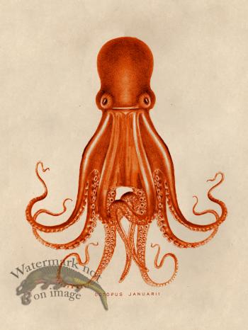 Octopus Orange 07